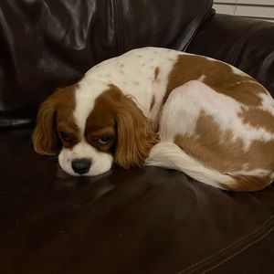 Meet your Posher, Jackie